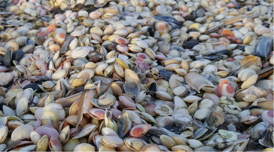 Belgian Big Seashell Survey