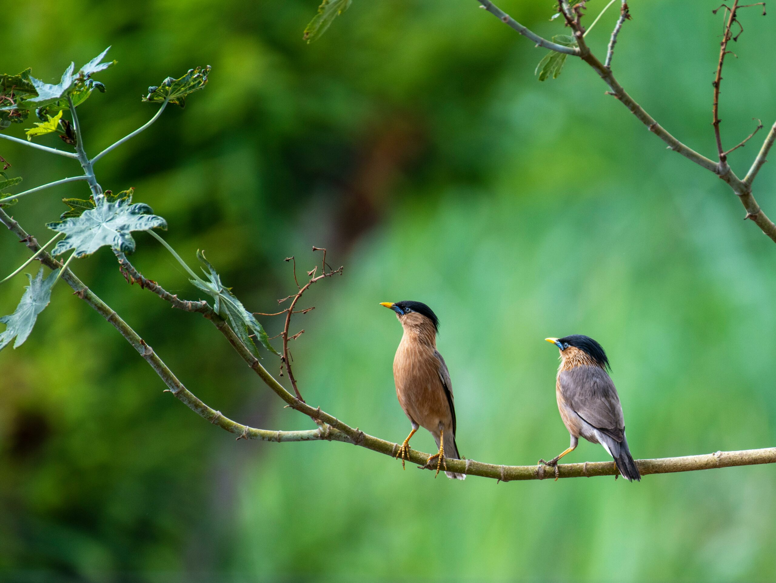 LifeWatch-ERIC-Training