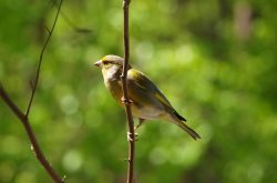 Chloris chloris-1 Chloris chloris-1