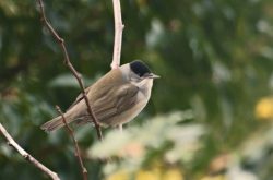 Chloris chloris Chloris chloris