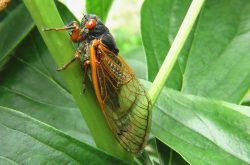 Cicadidae Cicadidae