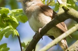 Luscinia megarhynchos – 1 Luscinia megarhynchos - 1