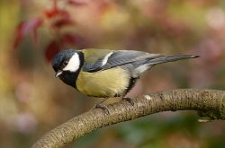 Parus major Parus major