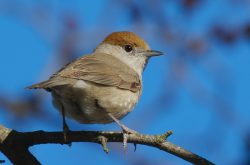 Sylvia atricapilla 1 Sylvia atricapilla 1