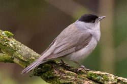 Sylvia atricapilla Sylvia atricapilla