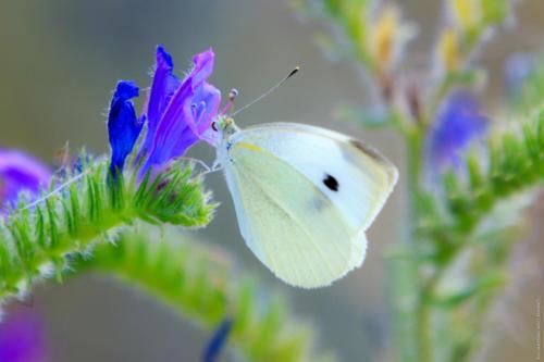 Pieris rapae Linnaeus 1758 MM 20150524 Margherita di Savoia 271 DA STAMPARE
